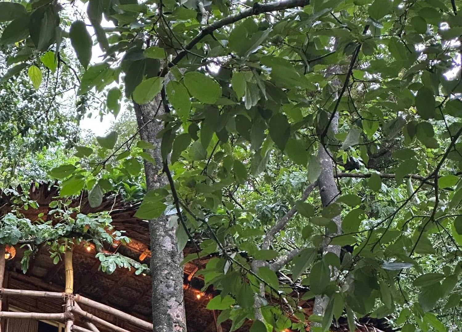 Sunset Valley Kerala Pool Resort - Monsoon Forest Cottage Stay In Idukki With Private Waterfalls, Natural Streams & Breathtaking Views Pīrmed 0*,