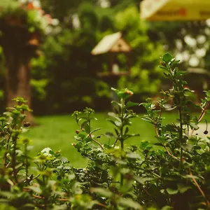 Guest house Mango Tree, Kochi